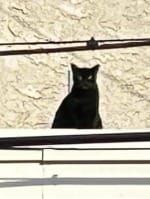 a black roof kitty watches you