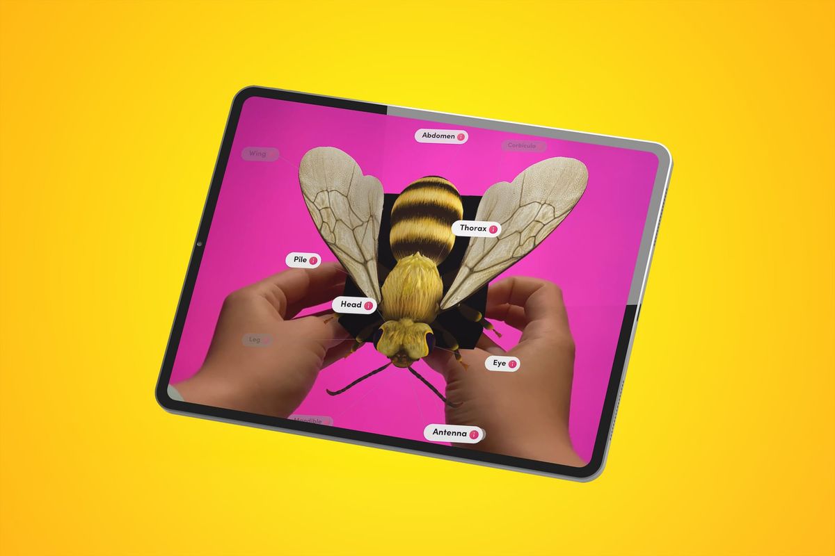 🐝 The Buzz About Bees: A Merge EDU Celebration of World Bee Day