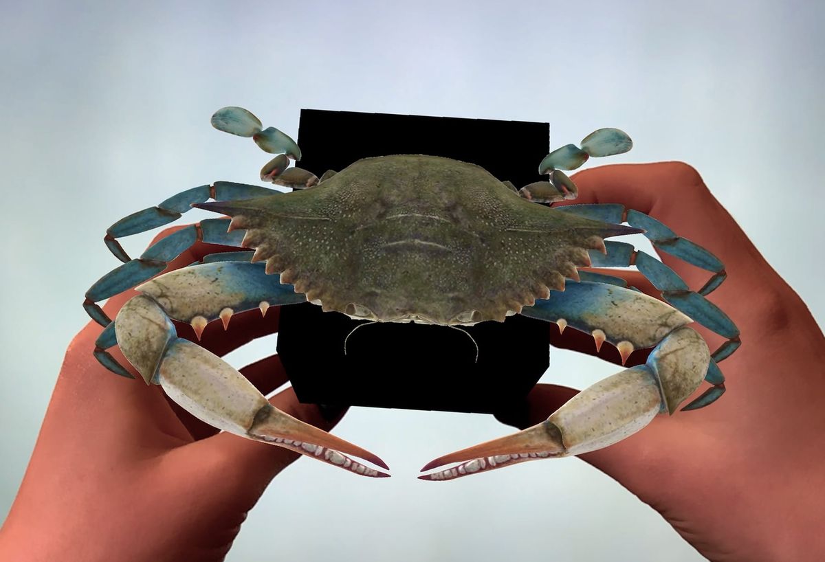 Exoskeletons Up Close: Exploring Arthropods with Merge Object Viewer