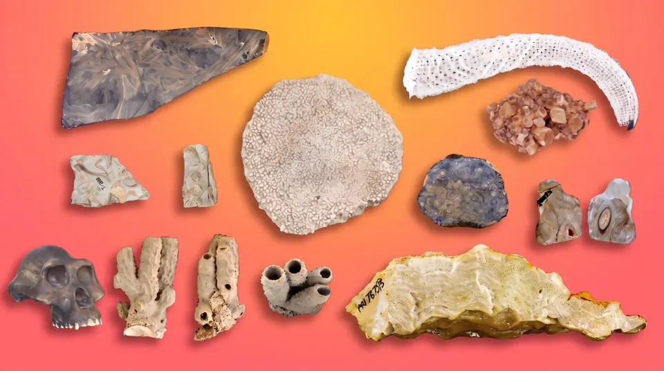 Bringing Prehistoric History to Life: Announcing Our Partnership with the Paleontological Research Institution (PRI)