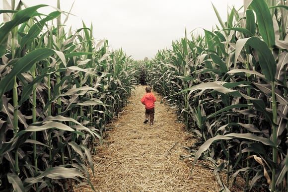 Join us at Fazio Farms Corn Maze!