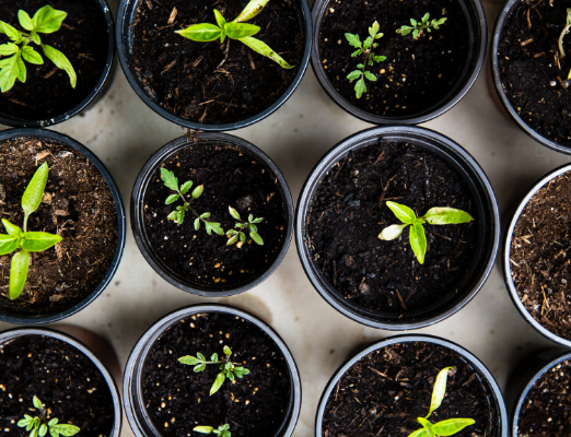 Put Your Garden Gloves On Now: Aldi Finds For May 9!