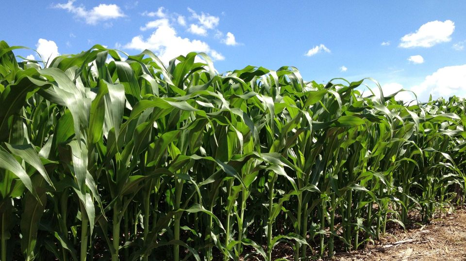 Mosaic herstelt na overdreven koersval