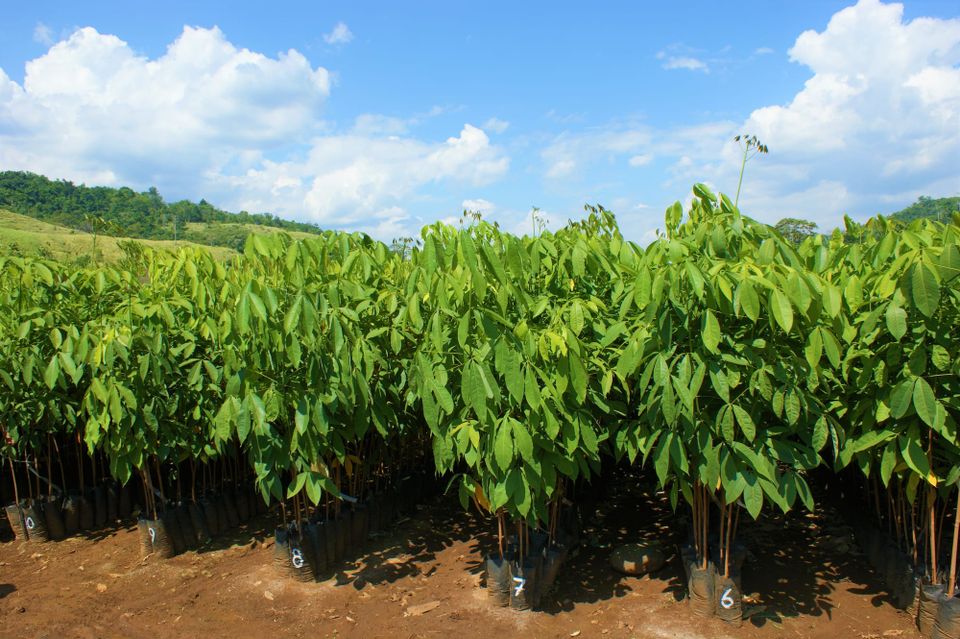 Recordwinst in zicht voor Sipef