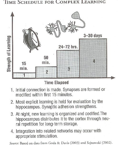 how naps affect your brain - learning