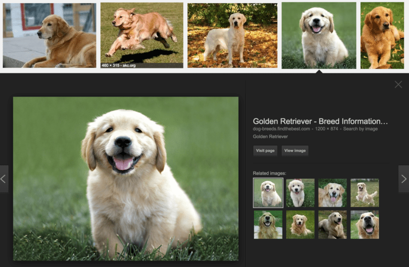 golden-retrievers-google-search