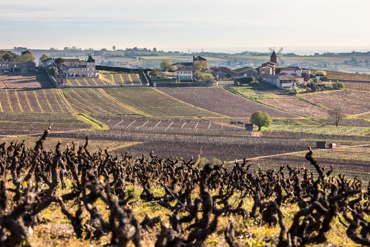 Beaujolais - MOULIN-À-VENT: The Secrets of Greatness