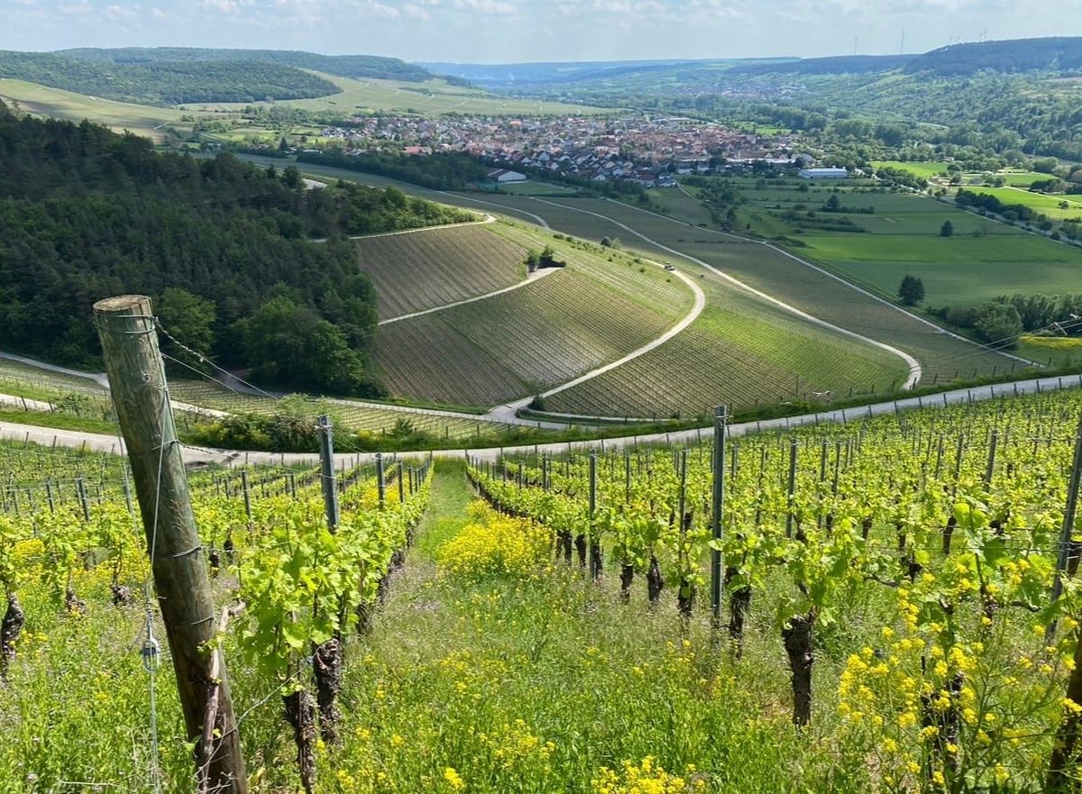 FRANKEN 2025: The Year of Silvaner