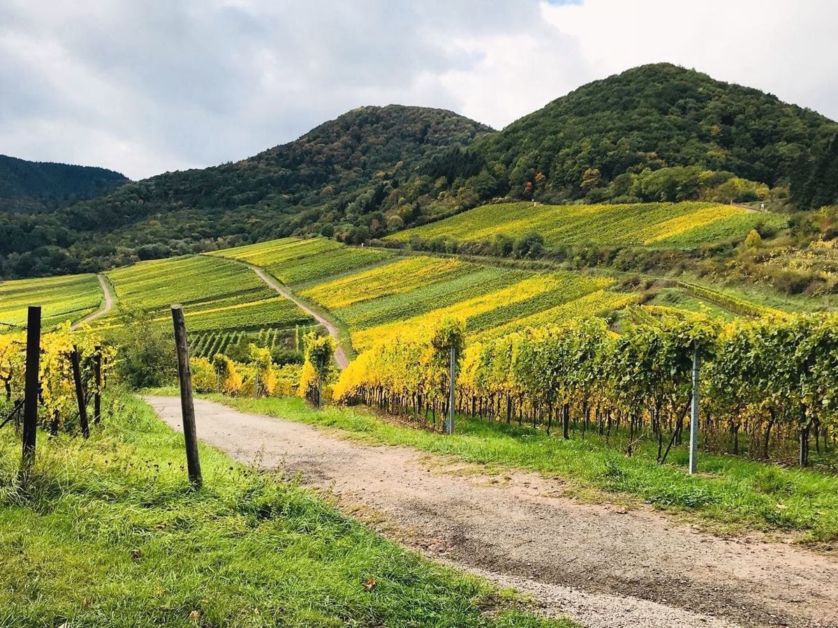 PFALZ NOW: Welcome to Dry Riesling Heaven!