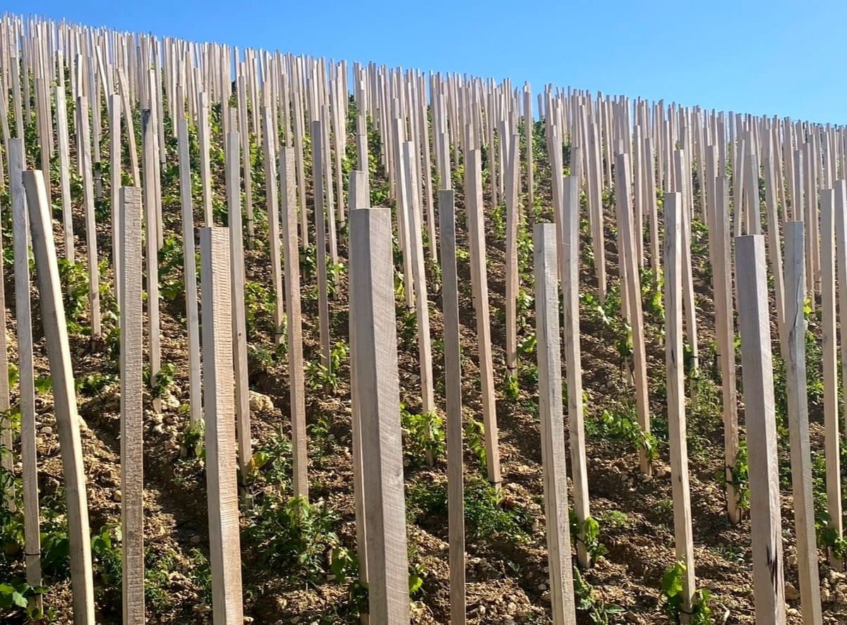 RHEINHESSEN NOW Part 1: Does it get better than this?
