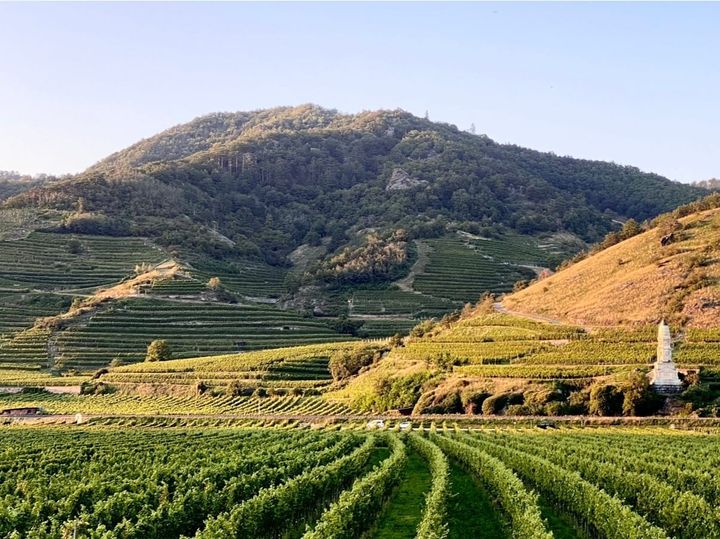 WACHAU NOW: Dynamism (again)!