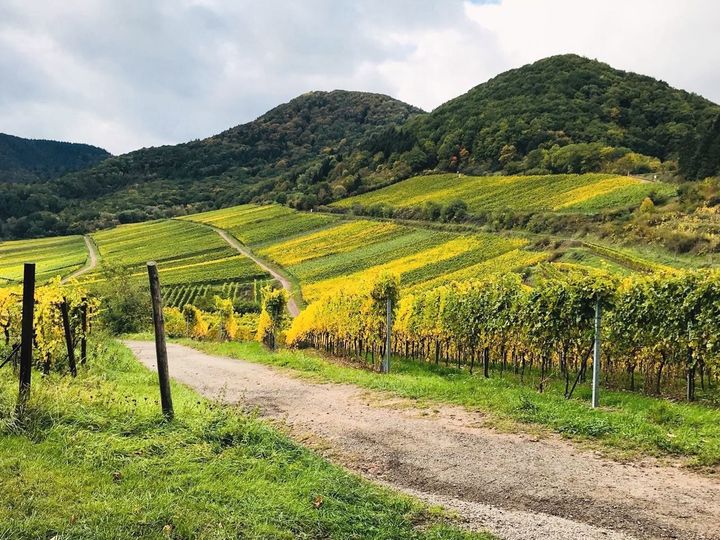 PFALZ NOW: Welcome to Dry Riesling Heaven!