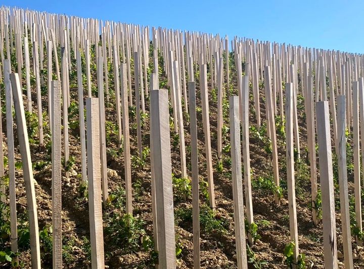 RHEINHESSEN NOW Part 1: Does it get better than this?