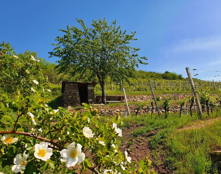 KAMPTAL NOW Part 2: The Cool North of the Danube