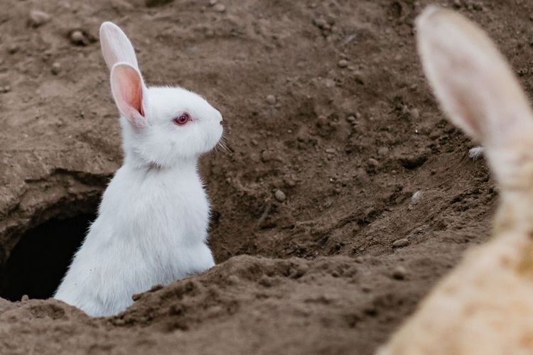 Apie tavo pamatus keičiantį triušį, kurio vardo minėti negalima