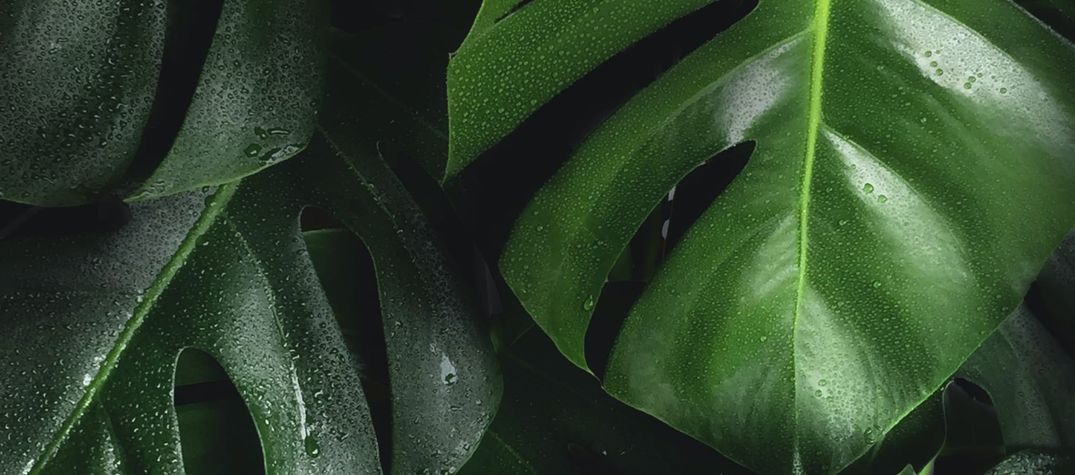 Greenwashing: What is it and Why Should You Care?