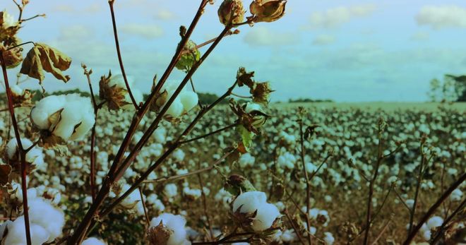 Image of: Minorities are Being Forced into Coercive Labour to Pick Cotton. So, Will the West Stand Up?