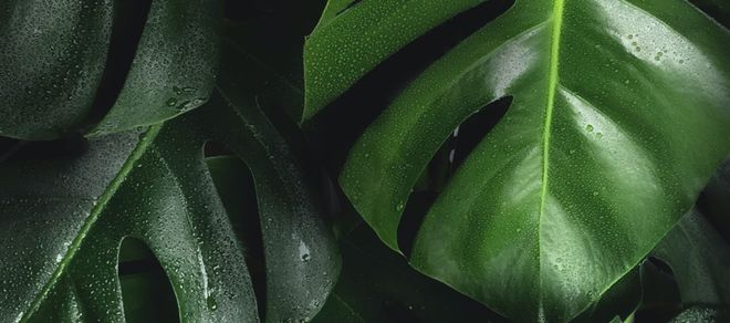 Image of: Greenwashing: What is it and Why Should You Care?