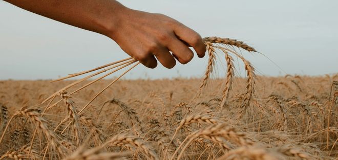 Image of: Could Asylum Seekers be the Saviours of our Crops?
