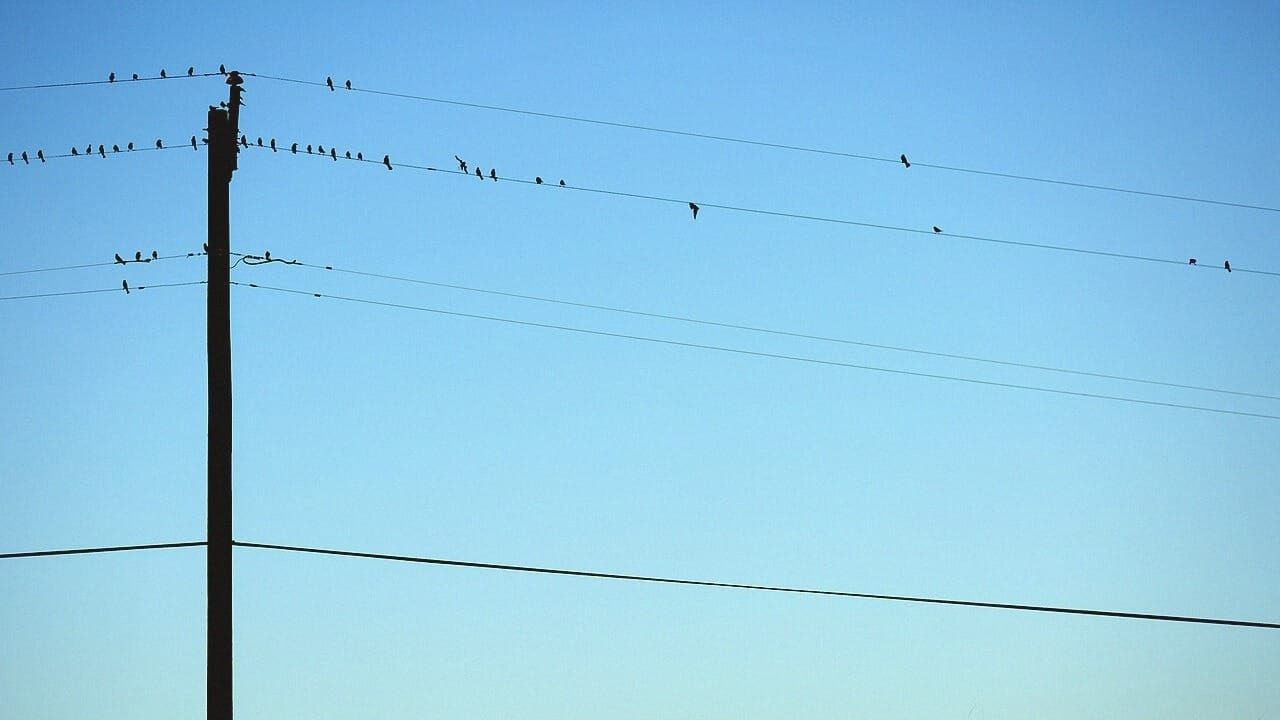 Collective