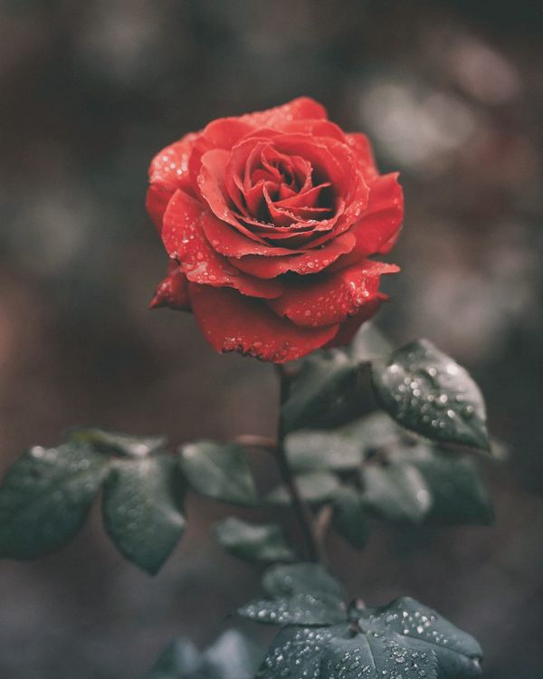 Alchemical Phenomenology and Writing from Within the Fire of Love