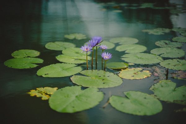 The Image of Yoga: A Re-Yoking of the Symbolic Life