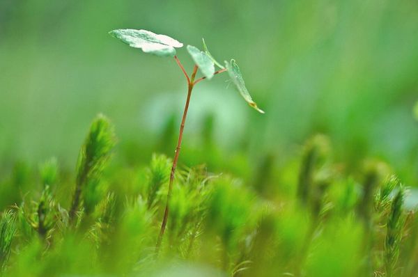 Rebirth