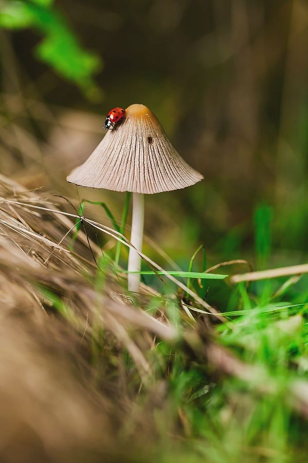 Symbiosis