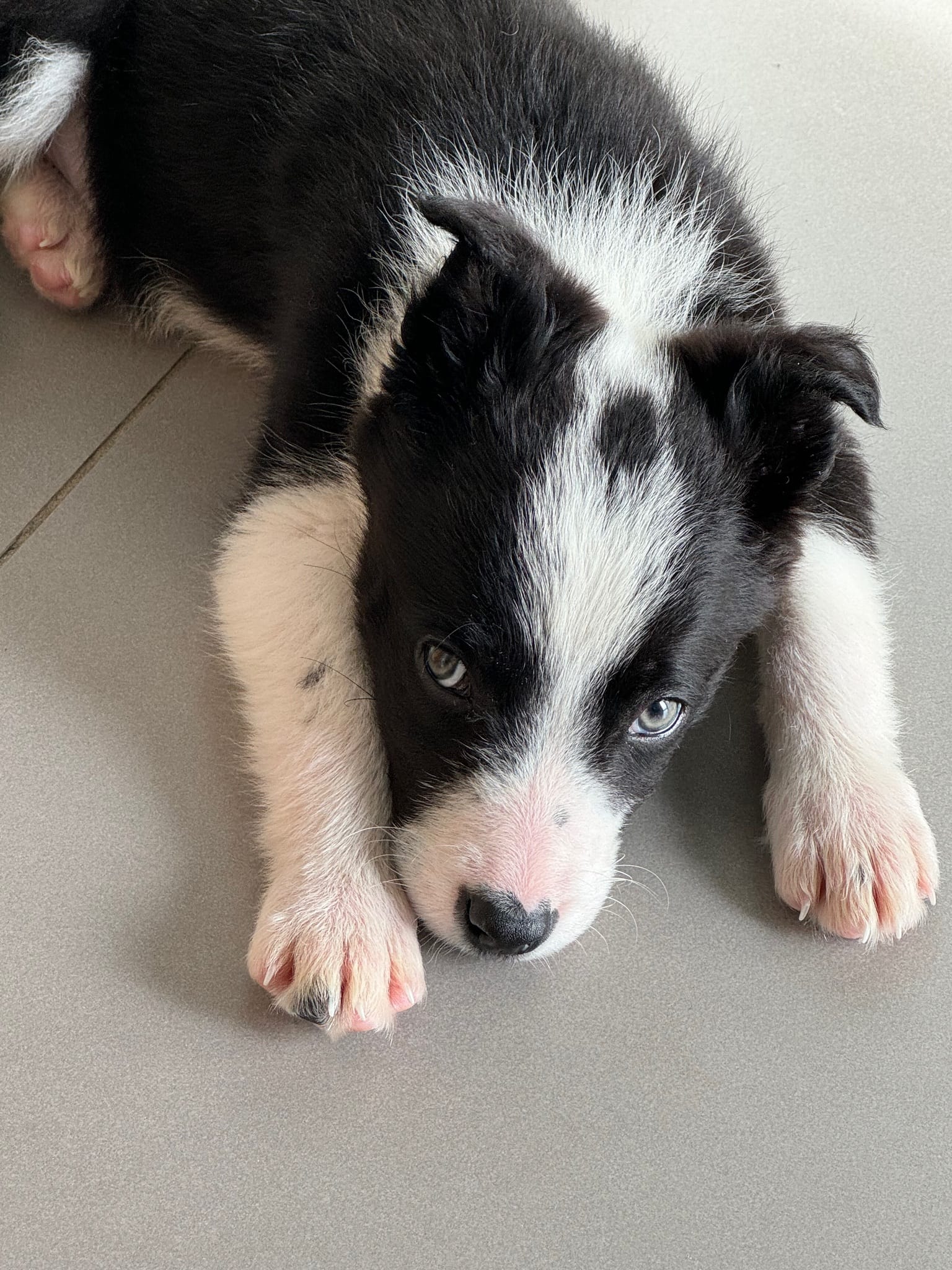 a very young looking, and super adorable black and white border collie resting his head on his arms on tiled grey floor