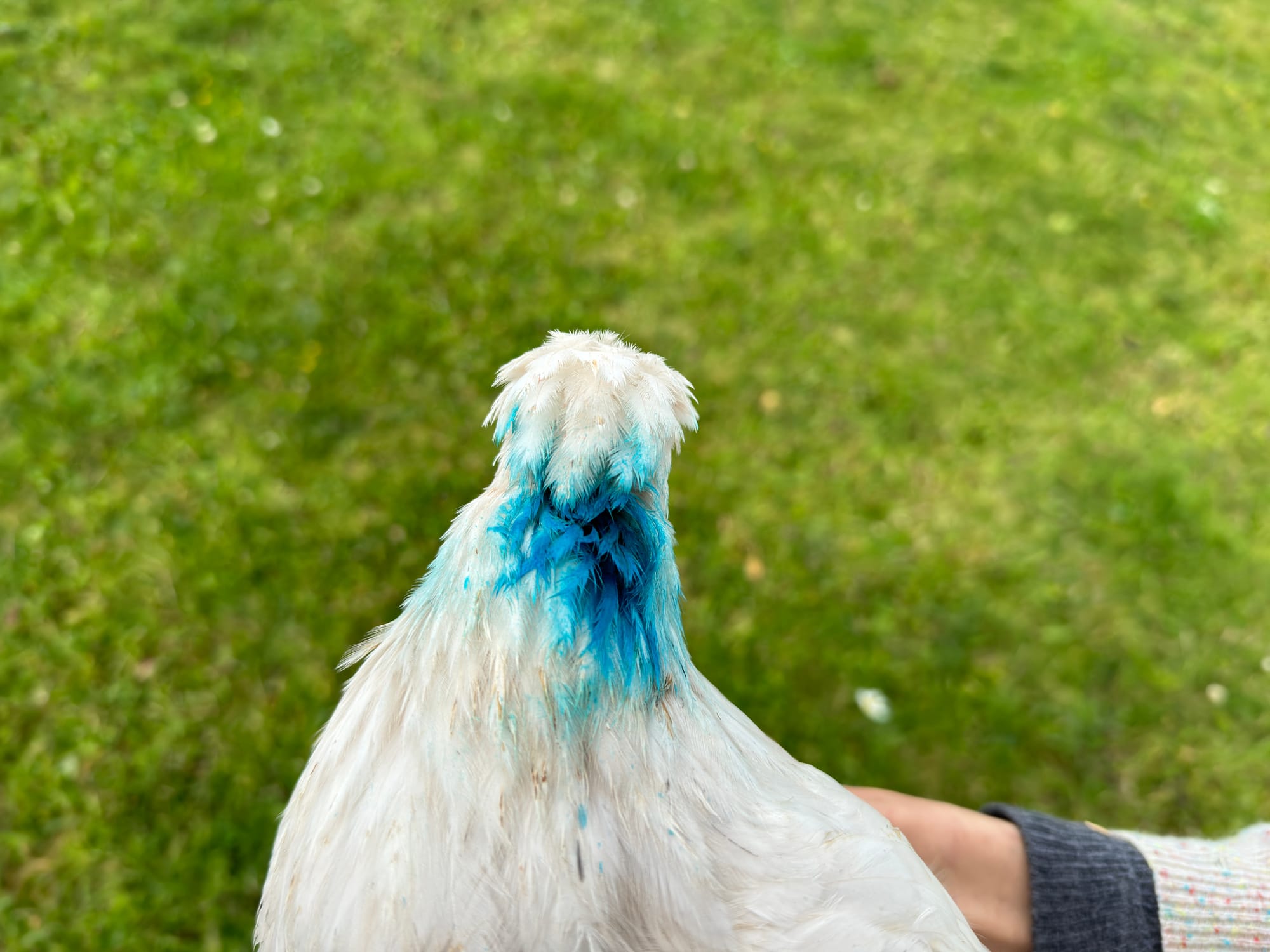 a white hen seeing from the back, with feathers on her neck creating an opening covered in bright blue