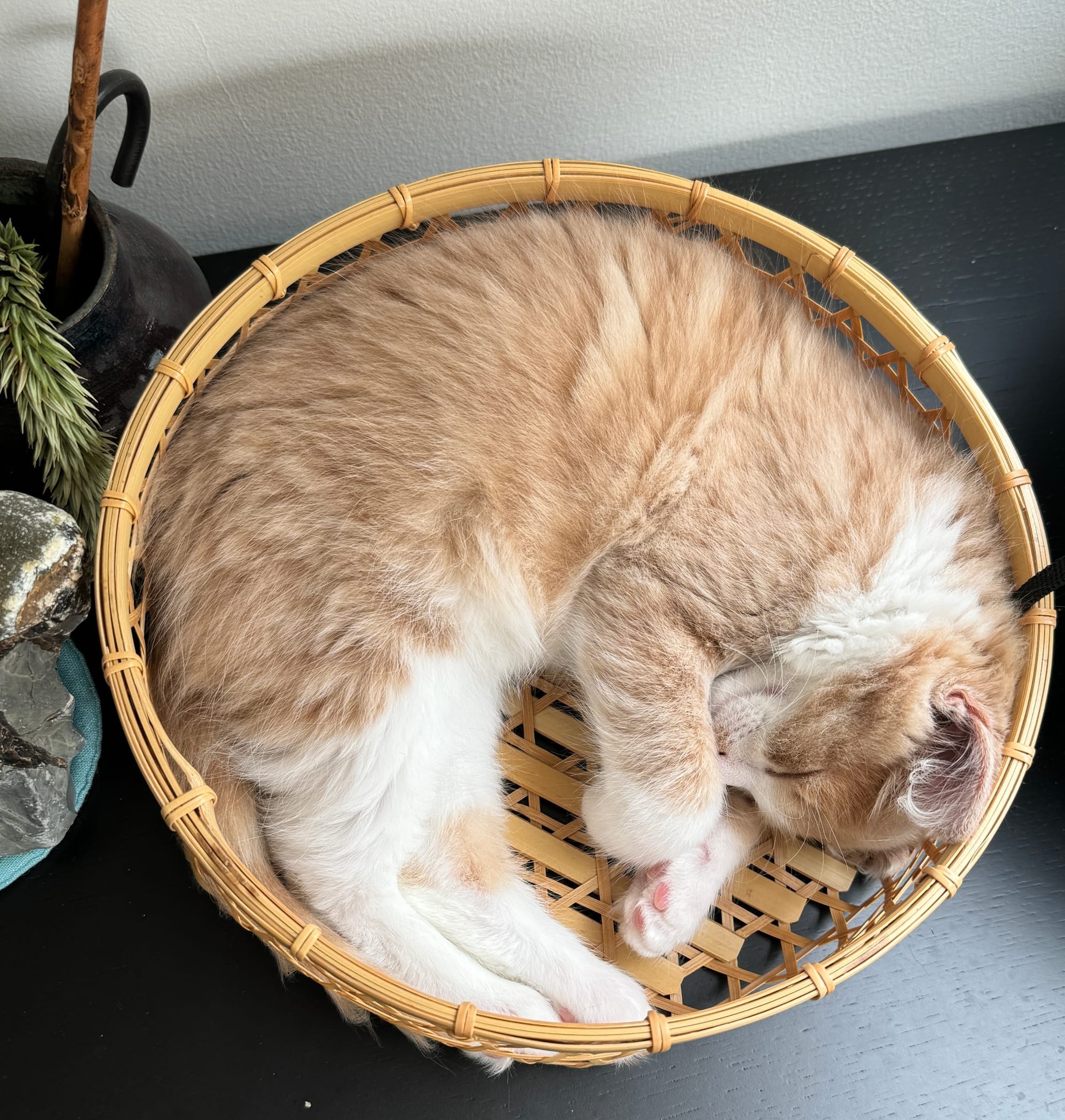 a ginger and white kitten curled his body up which fit in a bamboo round basket