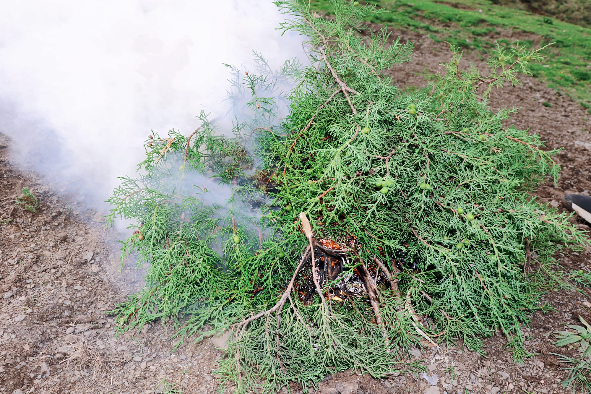 green pine branches with needles are being burnt as offerings