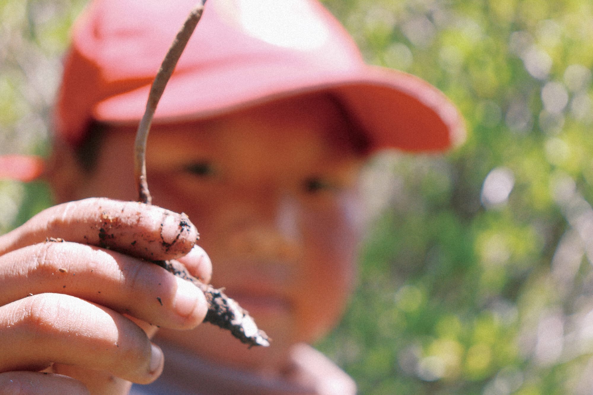 a child wearing a red cap holding a singular caterpillar fungus covered in soil