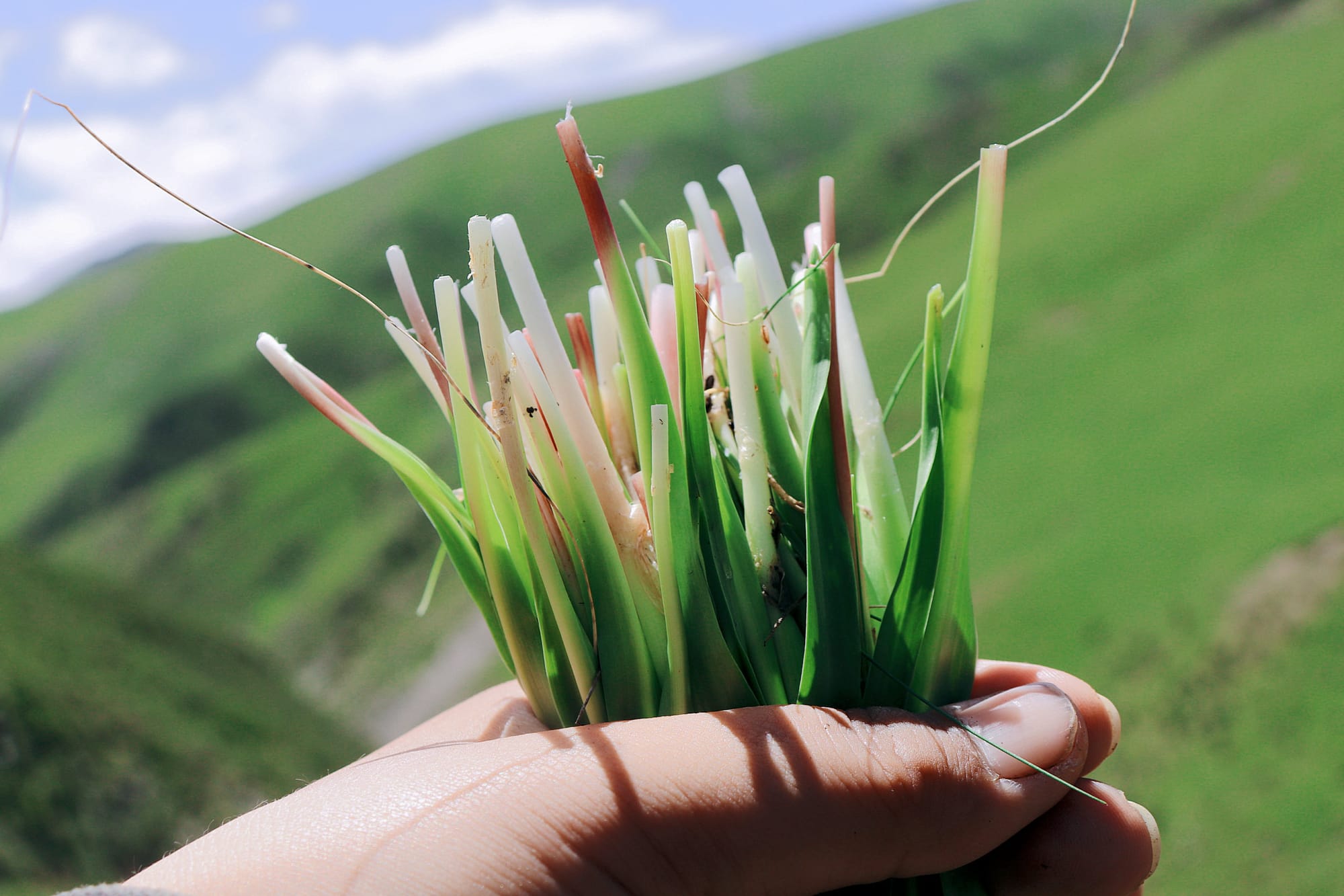 a hand holding fresh rugpa against a mountainous landscape