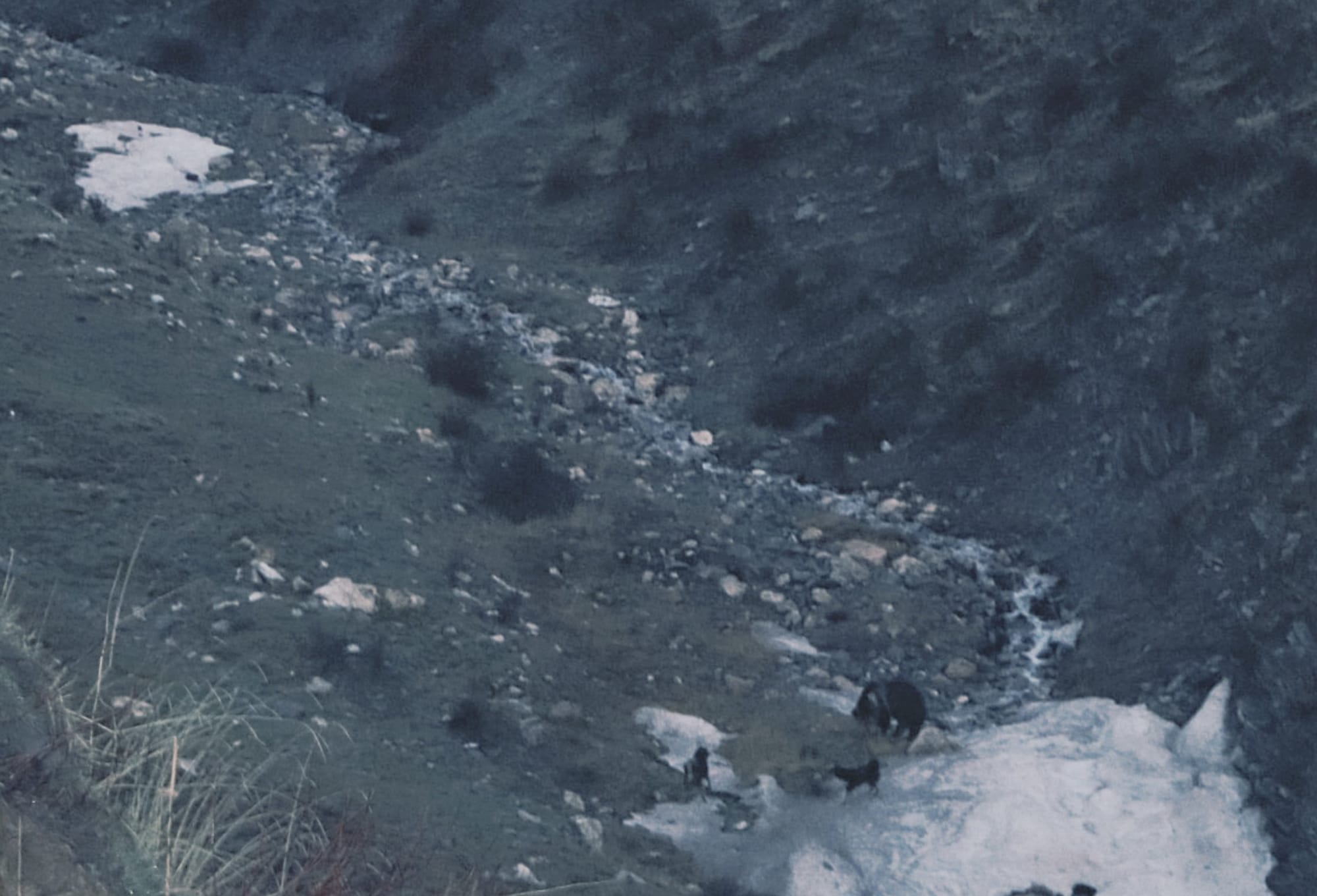 an image faintly showing a bear and a dog next to each other in a mountain valley, the ground is partially covered in snow