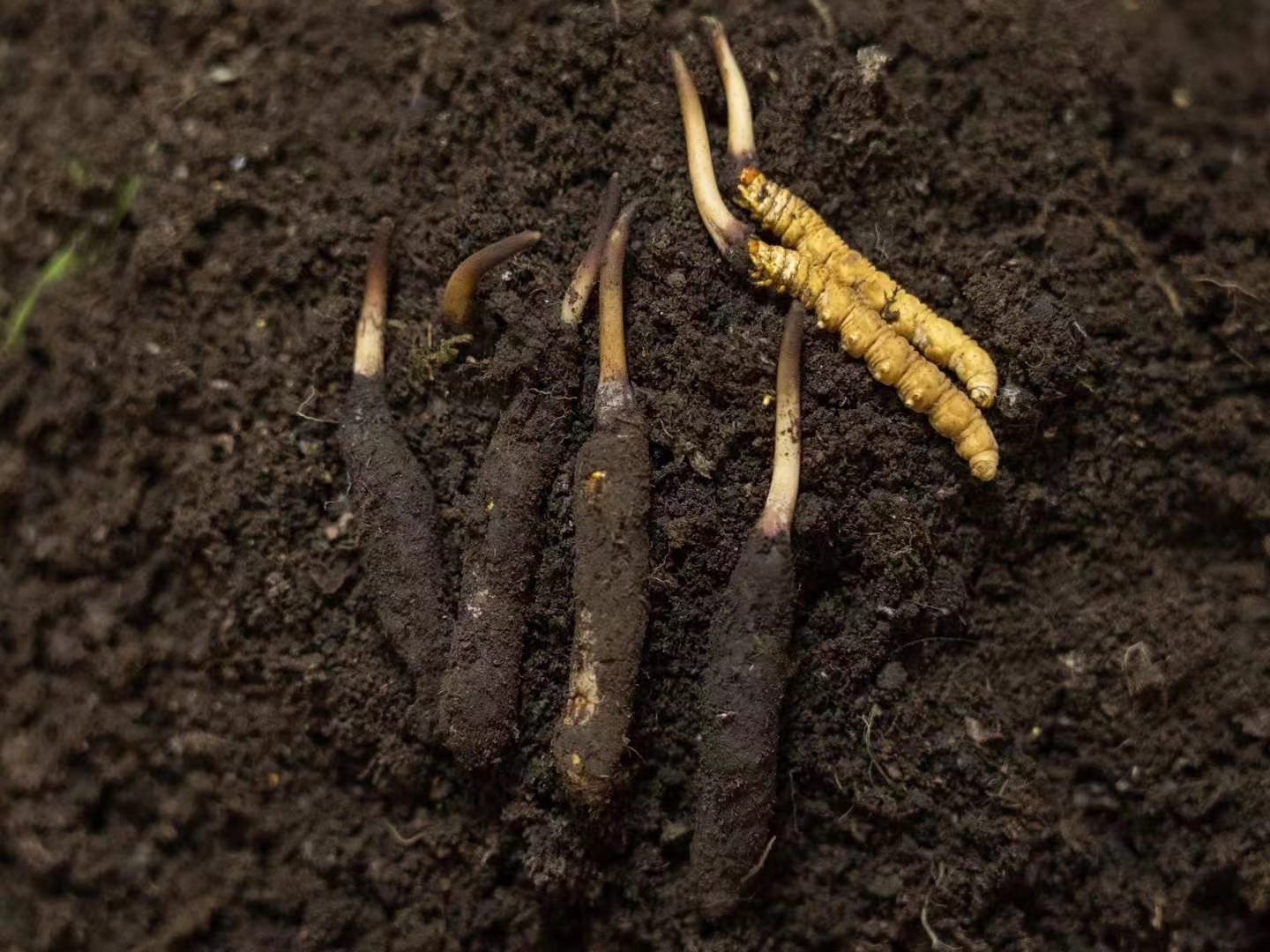 caterpillar fungus with some covered in soil and some had been cleaned up