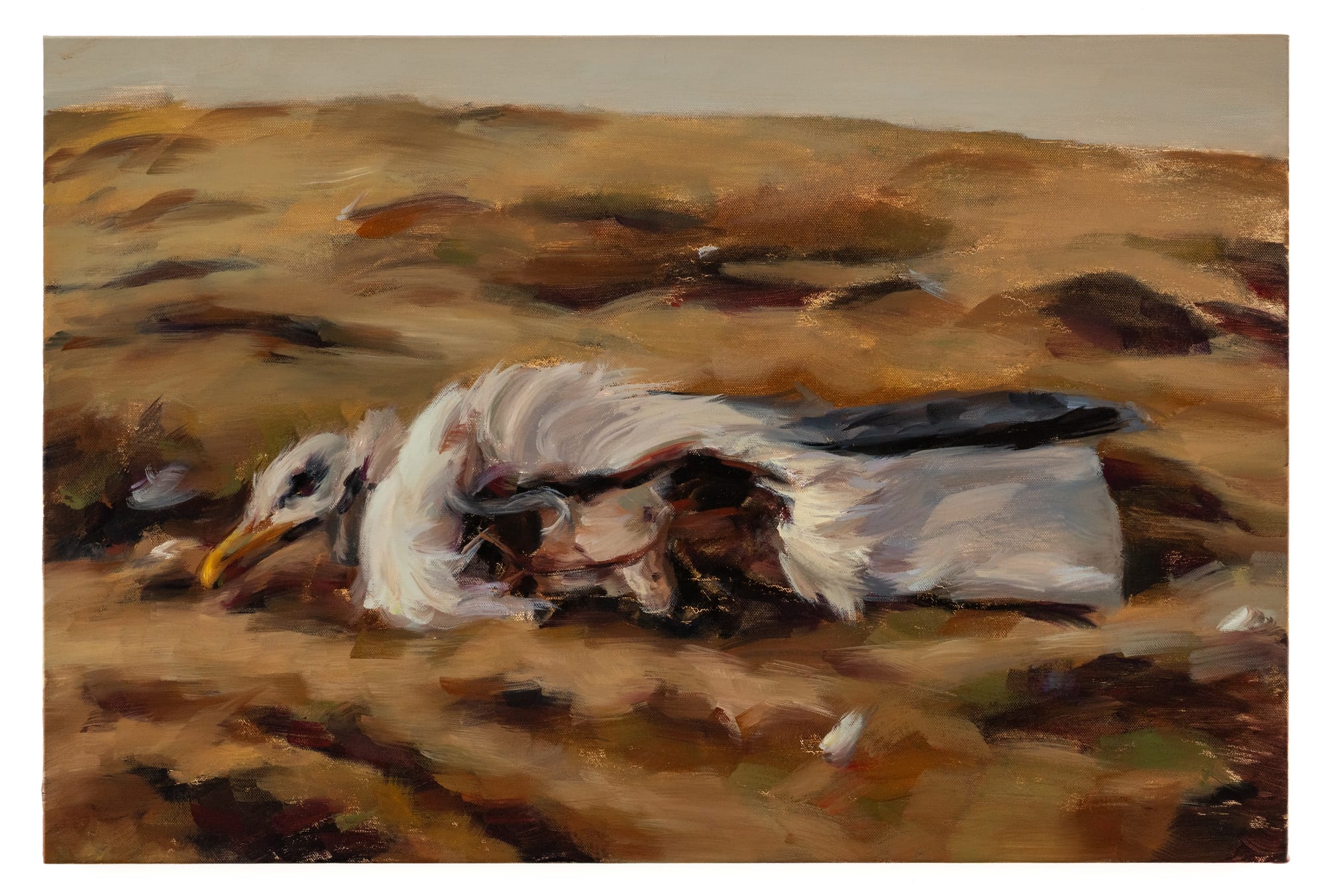 an oil painting of a dead gull's body, chest open and bone exposed, lying on yellowing grassland