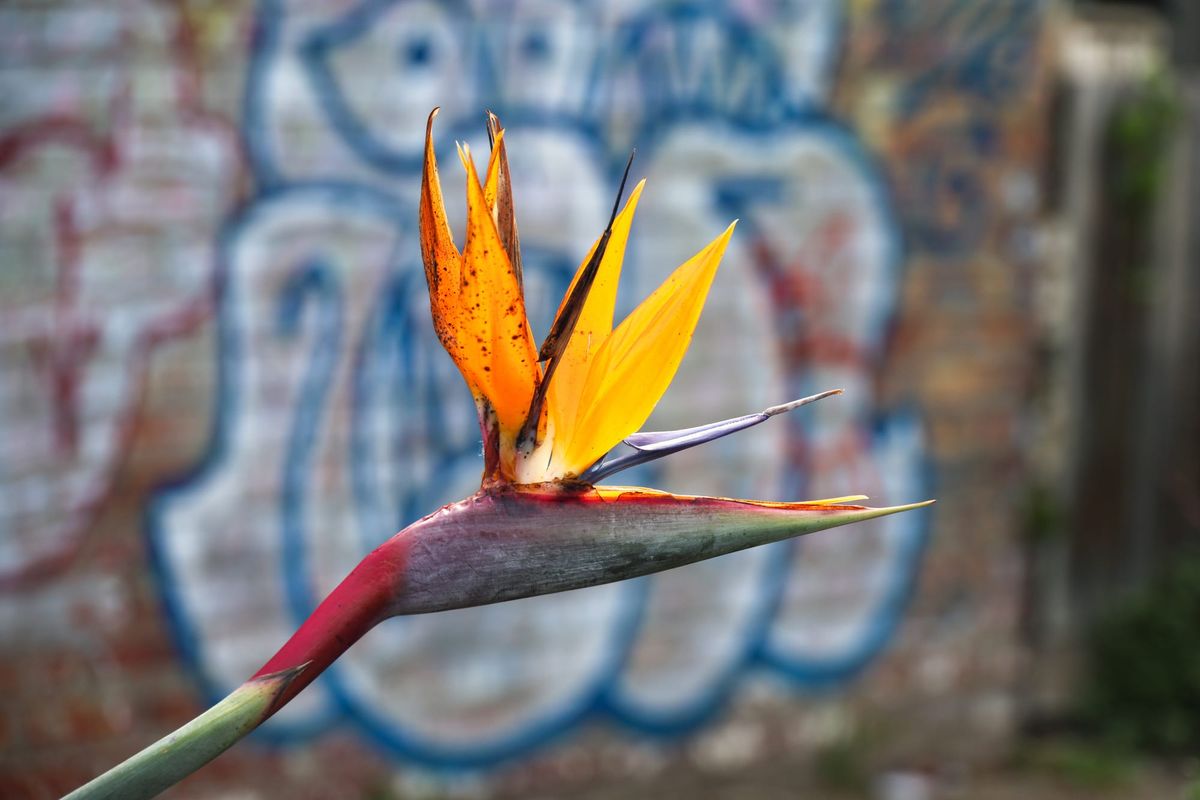 Curiosity Walk #12