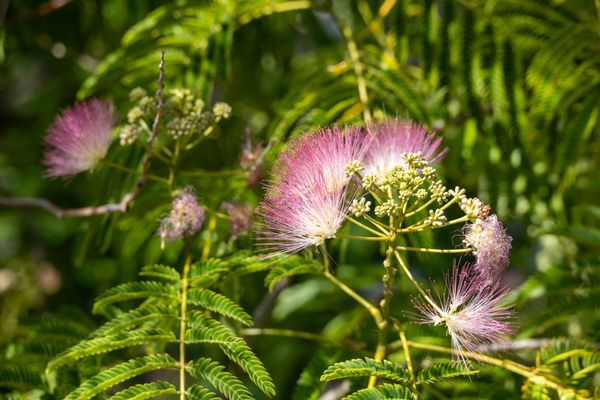 Curiosity Walk #5