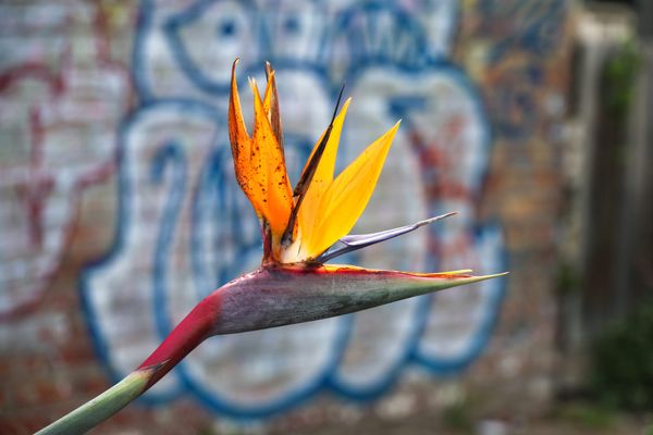 Curiosity Walk #12