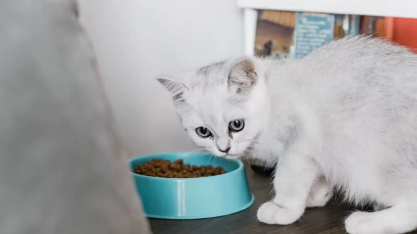 Petlibro Replaces RFID Collars With Cameras In Cat Feeders