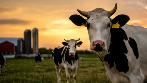 Quectel Ear Tag Built To Let Banks Track Cattle Collateral
