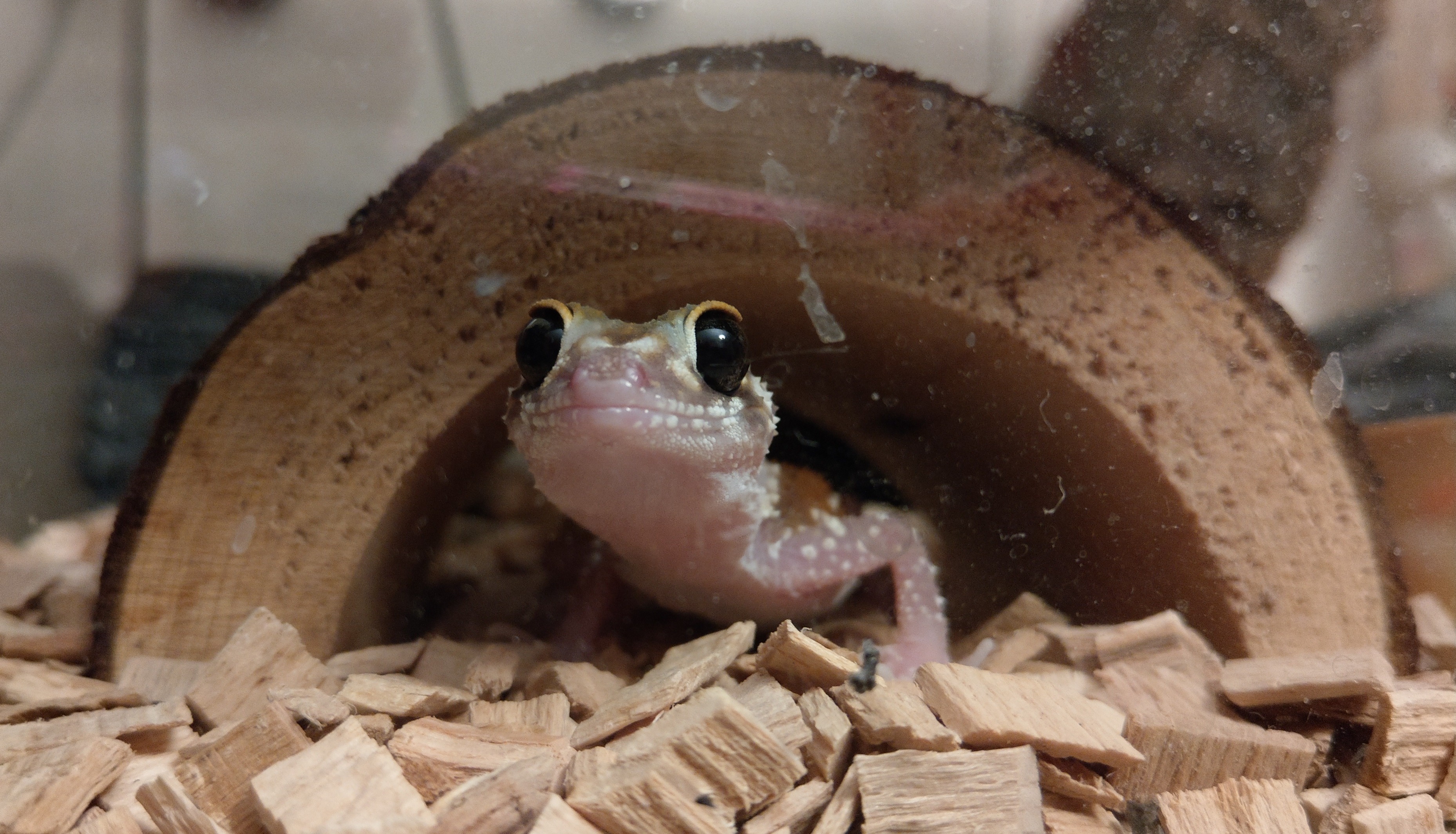 Bluey the Barking Gecko
