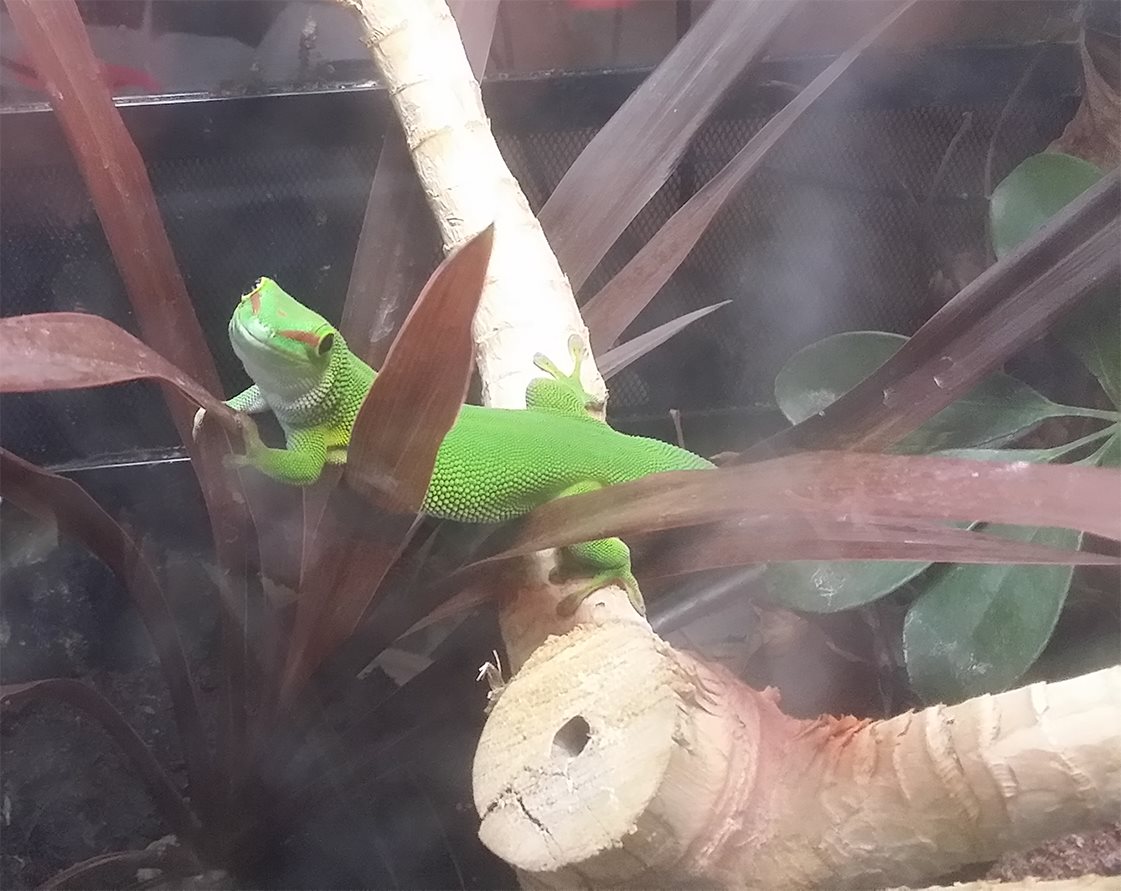 Hyperbole the Giant Madagascan Day Gecko