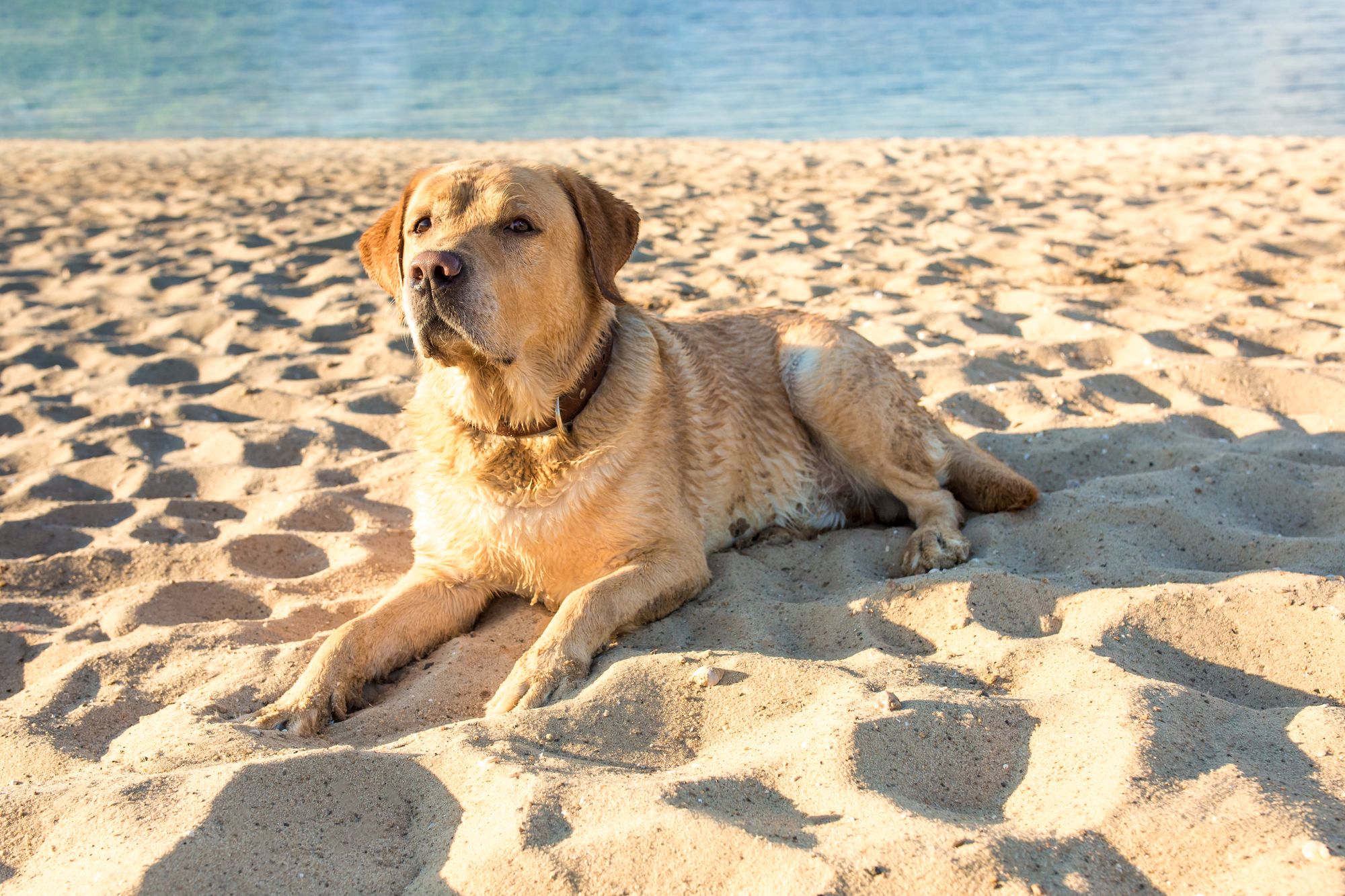 Un labrador seduto sulla spiaggia in riva al mare