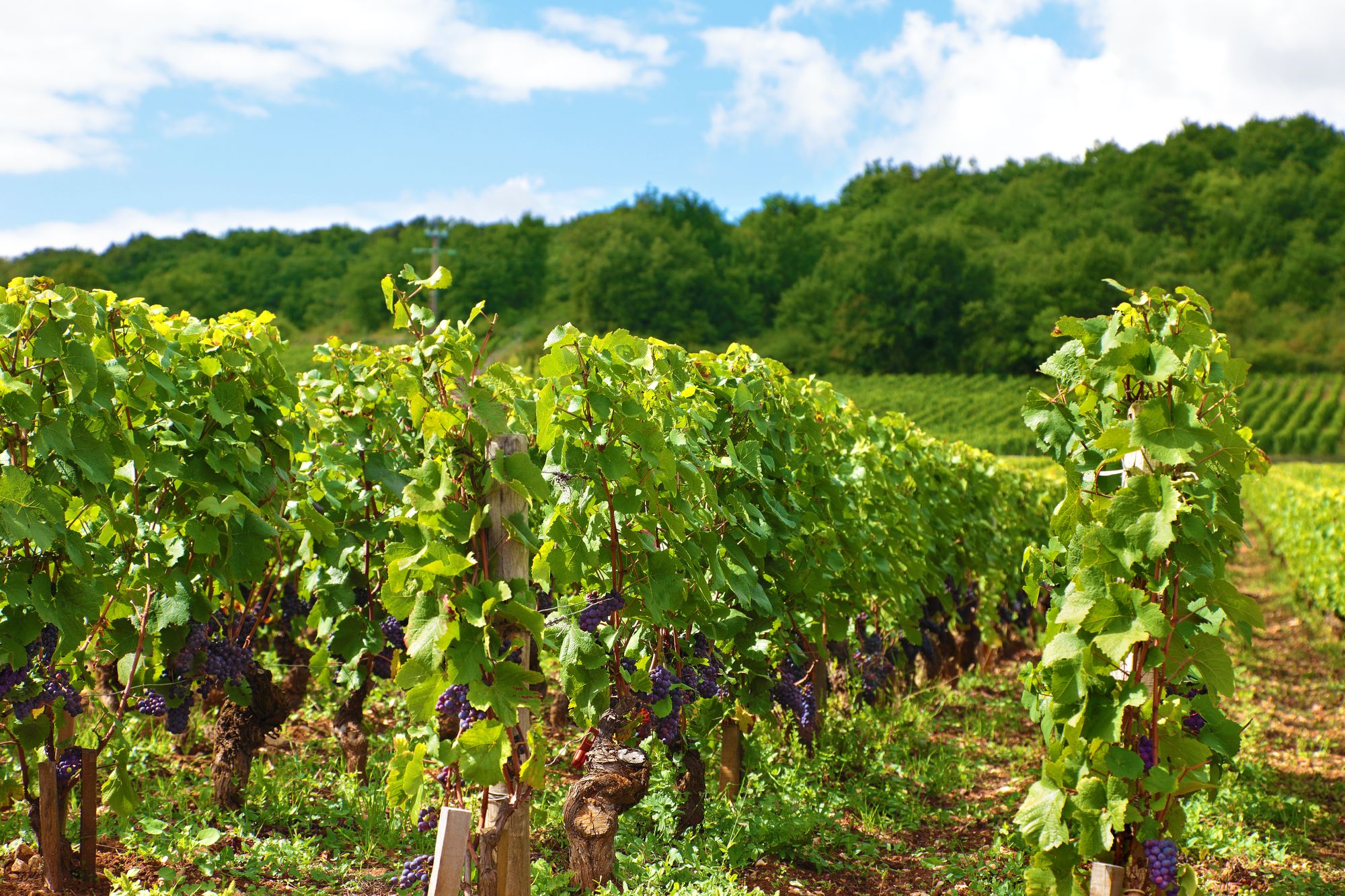 Vineyards in Bordeaux