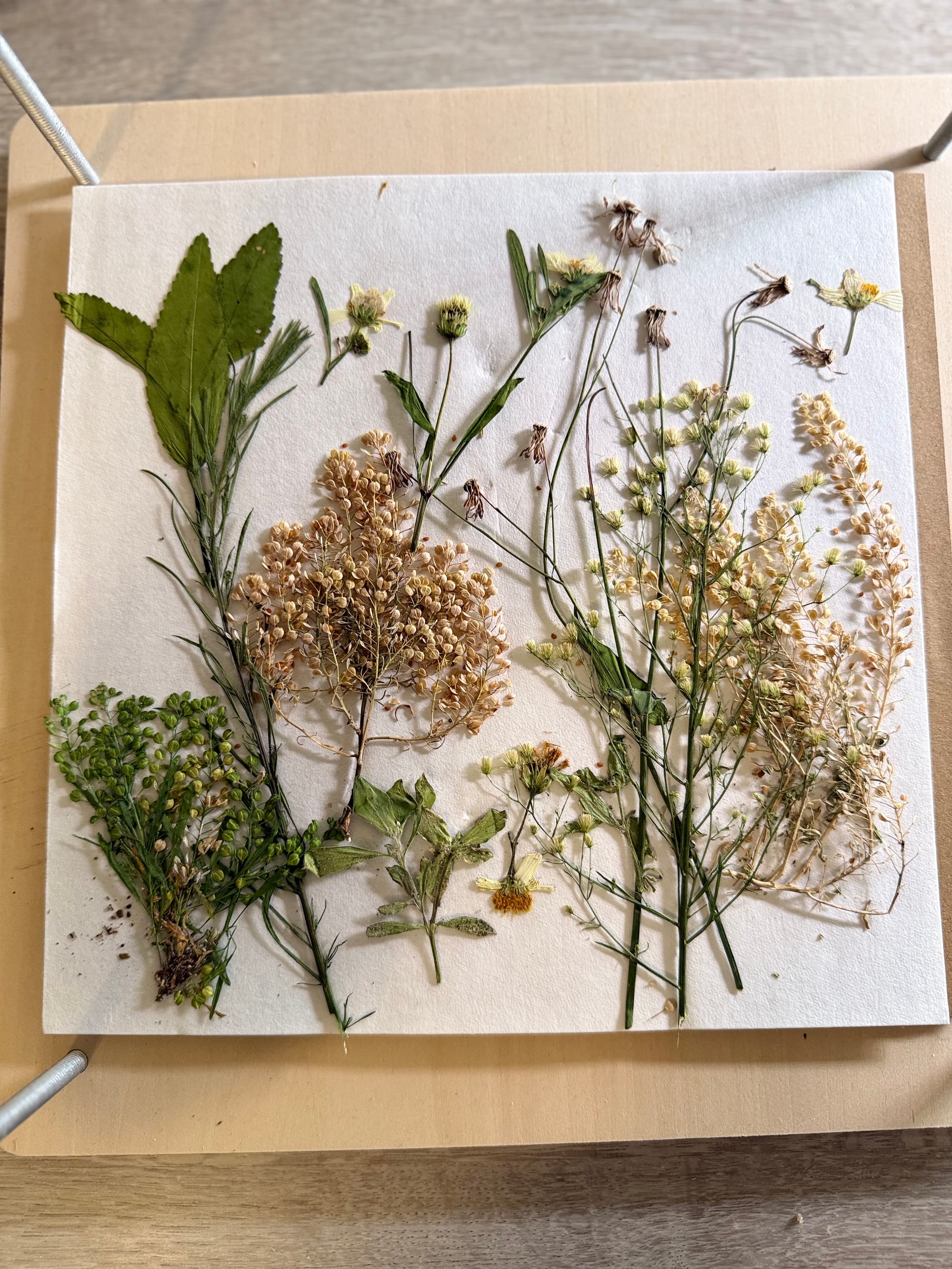Flower press opened with wildflowers dead but intact, still beautiful.