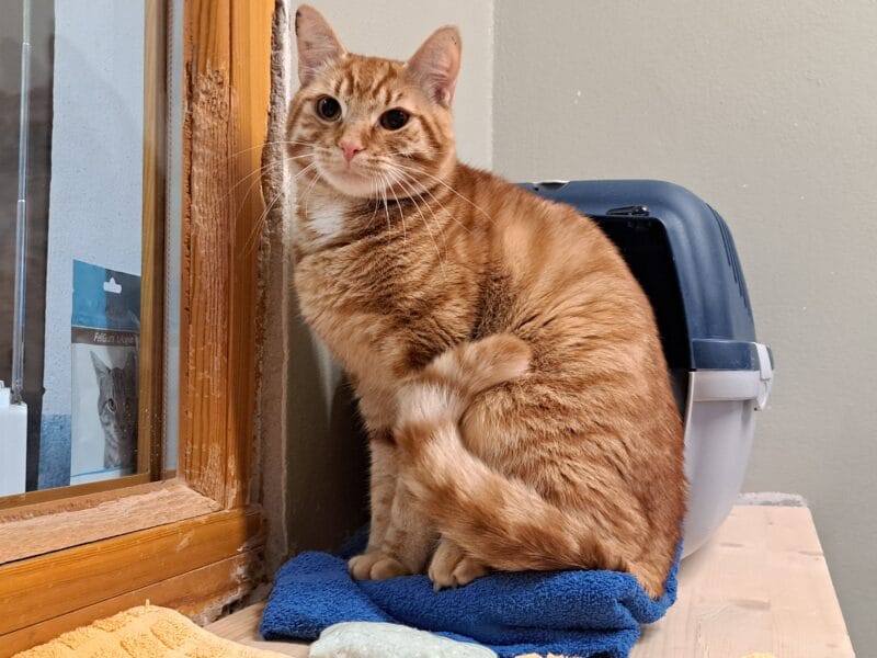 Kater Berti