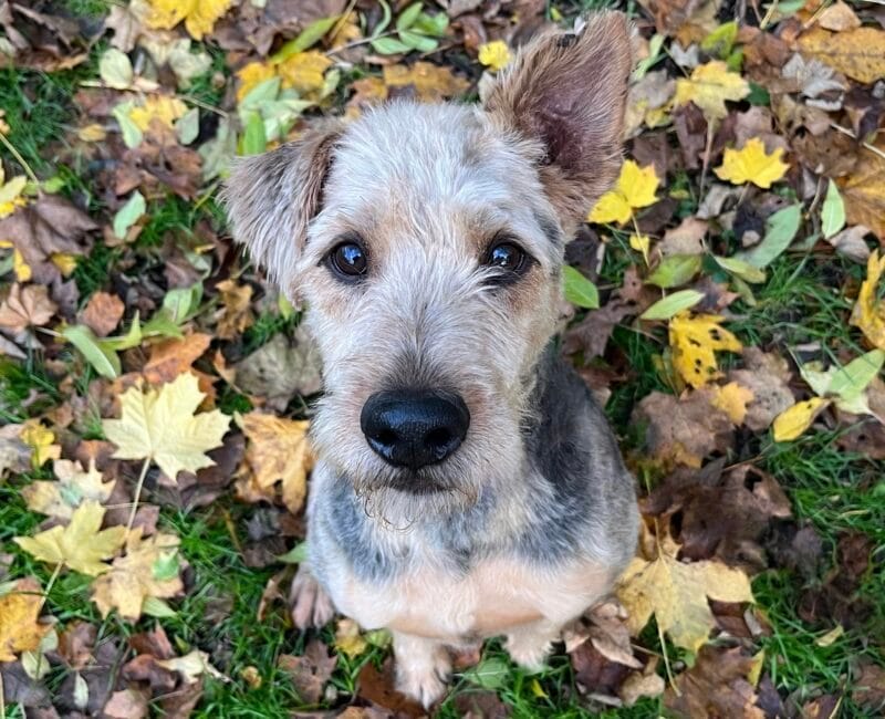 Terrier-Mischling Elvis