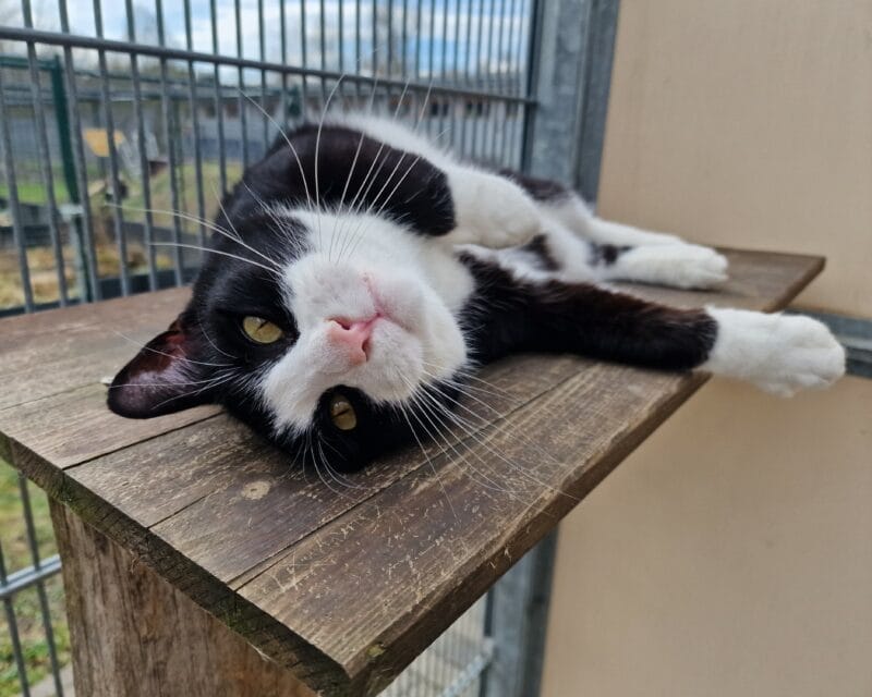 Kater Spike